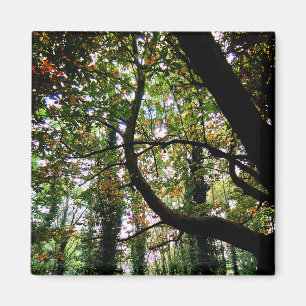 The forrest magnet