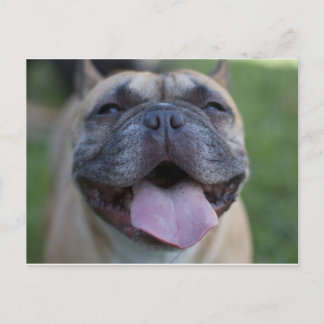 The French Bulldog Postcard