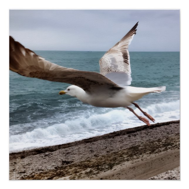 The French Etretat Gulls Poster (Front)