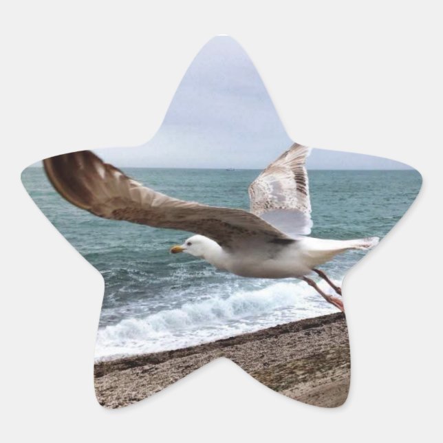 The French Etretat seagull Star Sticker (Front)