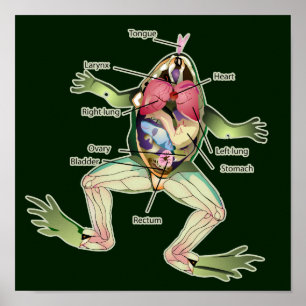 The Frog's Anatomy Dark Graphic Poster