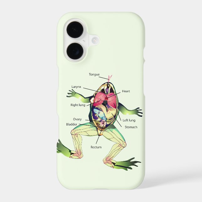 The Frog's Anatomy Green (Back)
