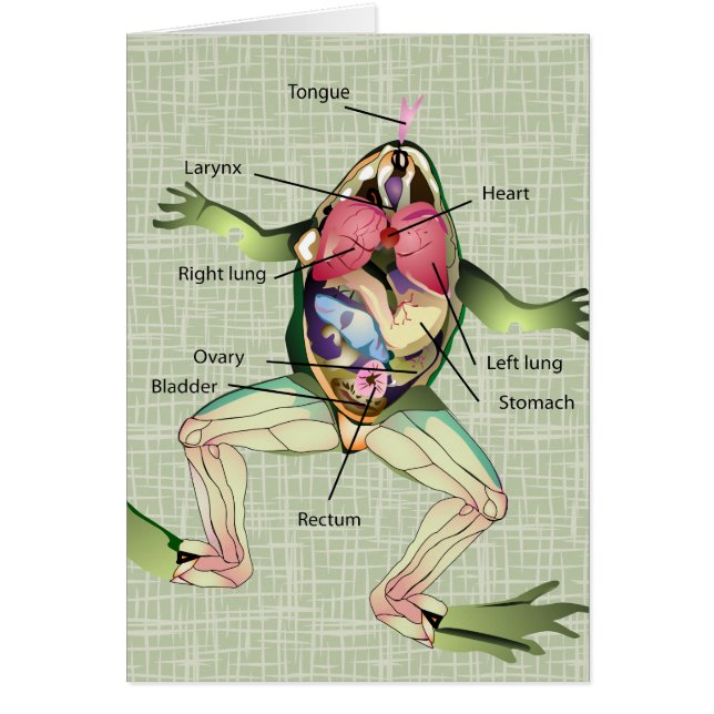 The Frog's Anatomy Illustration (Front)