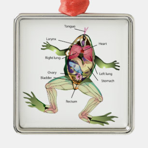 The Frog's Anatomy Illustration Metal Tree Decoration