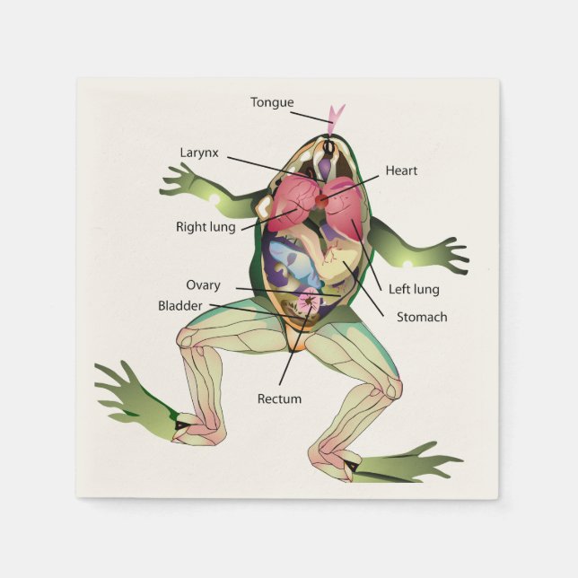 The Frog's Anatomy Illustration Napkin (Front)