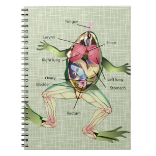 The Frog's Anatomy Illustration Notebook