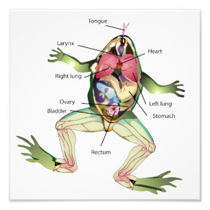 The Frog's Anatomy Illustration Photo Print