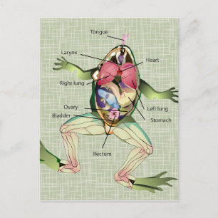The Frog's Anatomy Illustration Postcard
