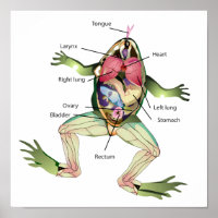 The Frog's Anatomy Illustration