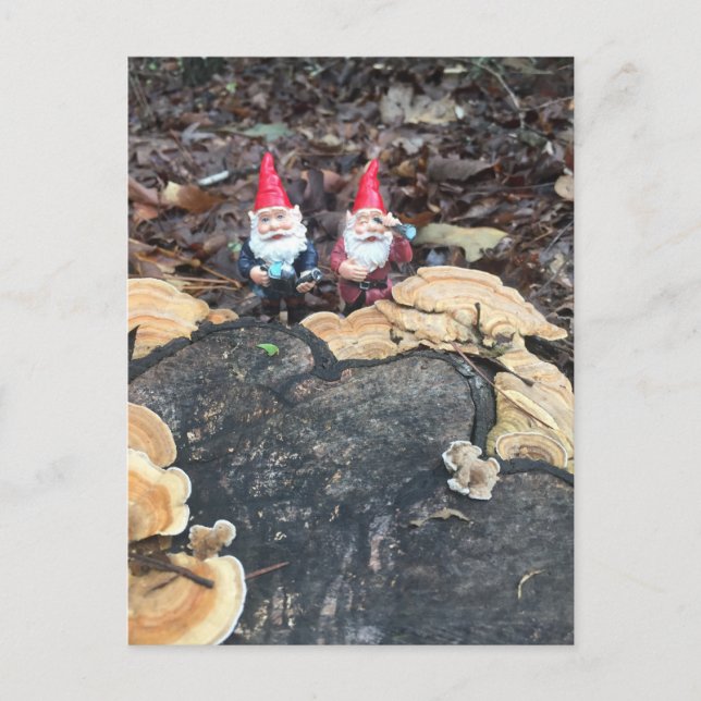 The Fungus Gnomes Postcard (Front)