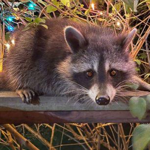 The future is female  Mens T shirt  in black