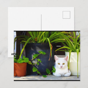 The Garden Kitten Postcard