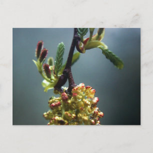 THE GAZELLE POSTCARD