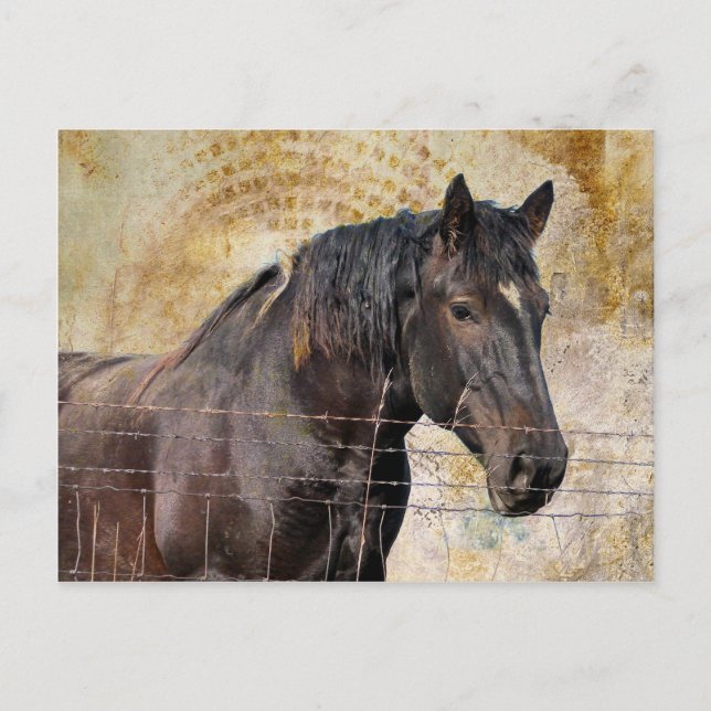 The Gentle One, A draught horse Postcard (Front)