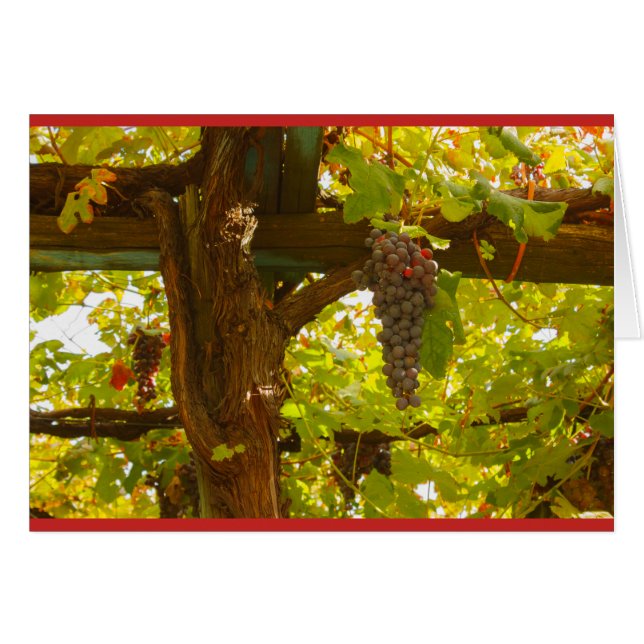 the geometric pattern of the grapevines (Front Horizontal)