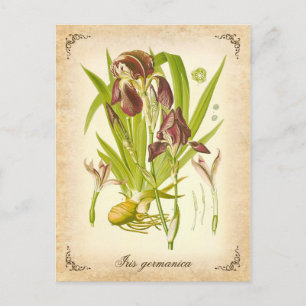 The German Iris - vintage illustration Postcard