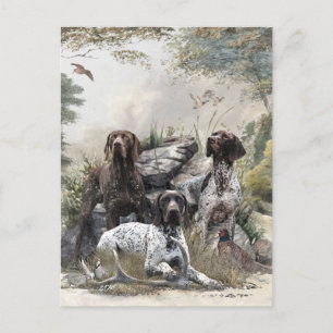 The German Shorthaired Pointer or Deutsch Kurzhaar Postcard