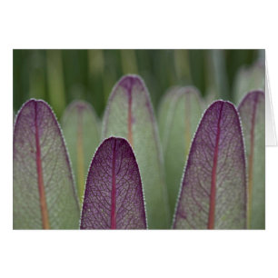 The Giant Lobelias   Rwenzoris