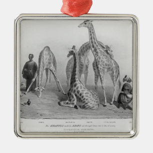 The Giraffes with the Arabs Metal Ornament