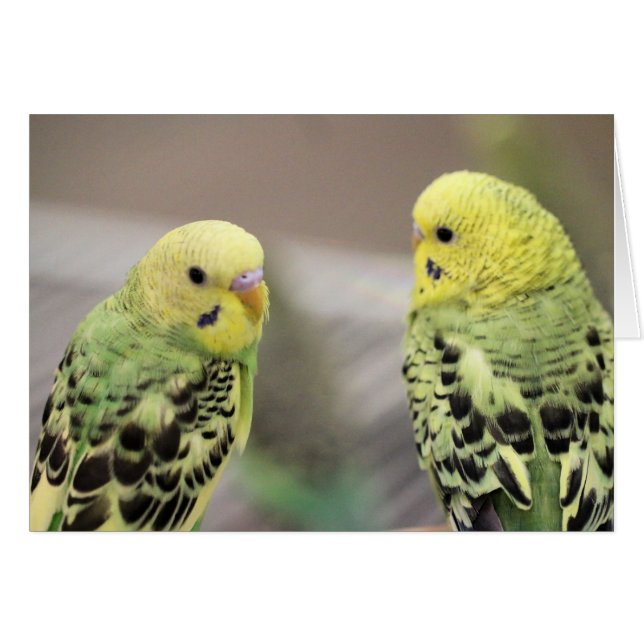 The girls (Front Horizontal)