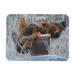 "The Girls" Chicken Magnet