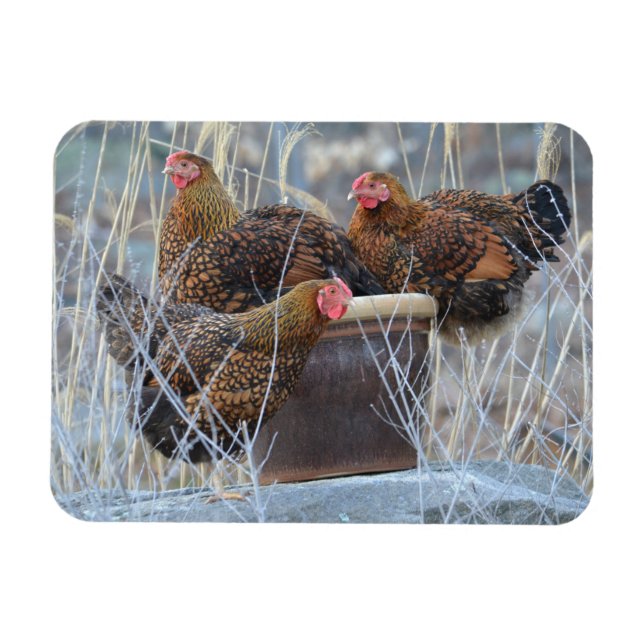 "The Girls" Chicken Magnet (Horizontal)