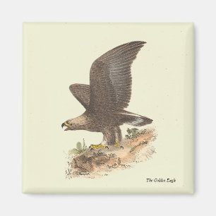 The Golden Eagle (Aquila chrysaetos) NY Bird Image Magnet