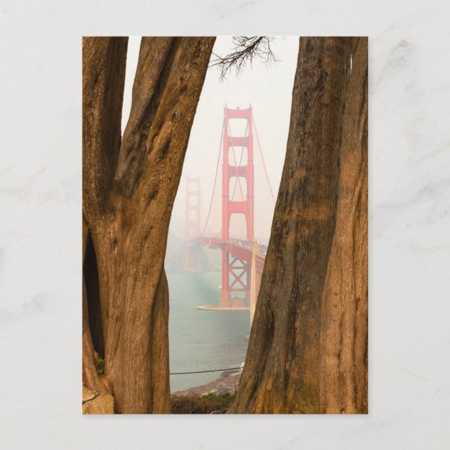 The Golden Gate Bridge | Trees from Overlook View Postcard (Front)
