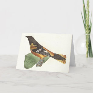 The Golden or Baltimore Oriole (Icterus galbula) Card