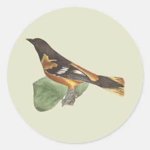 The Golden or Baltimore Oriole (Icterus galbula) Classic Round Sticker