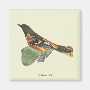 The Golden or Baltimore Oriole (Icterus galbula) Magnet