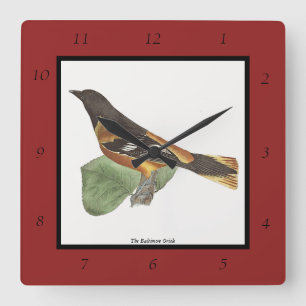 The Golden or Baltimore Oriole (Icterus galbula) Square Wall Clock
