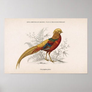 The Golden Pheasant Vintage Victorian Bird Poster