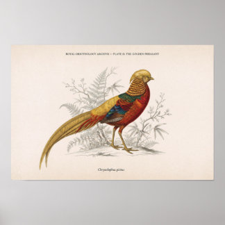 The Golden Pheasant Vintage Victorian Bird Poster