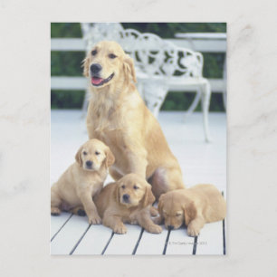 The Golden Retriever is a relatively modern and Postcard