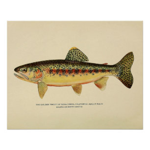 The Golden Trout of Soda Creek, California Poster