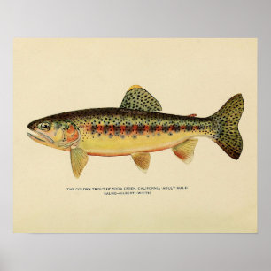 The Golden Trout of Soda Creek, California Poster