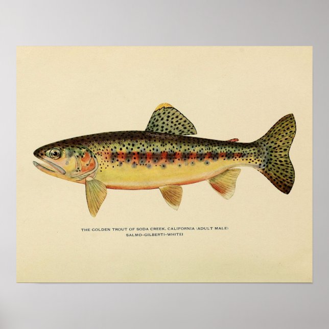 The Golden Trout of Soda Creek, California Poster (Front)