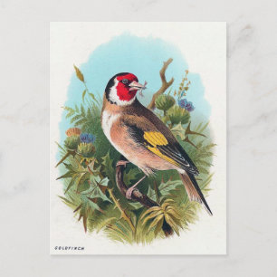The Goldfinch Postcard