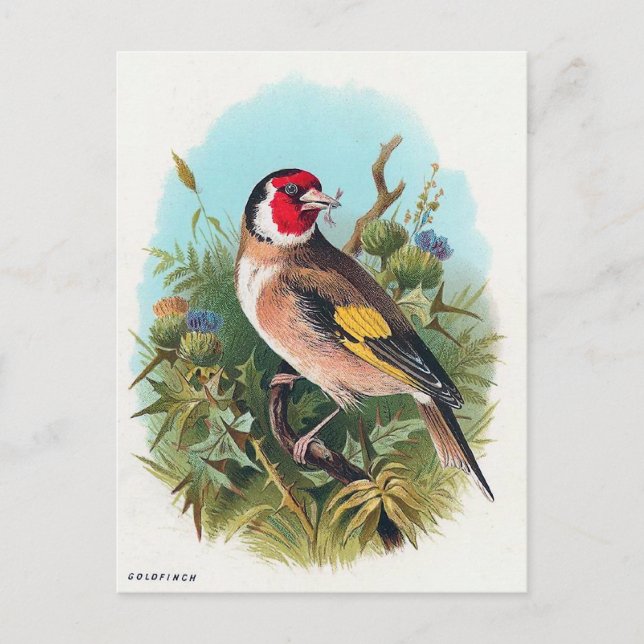 The Goldfinch Postcard (Front)