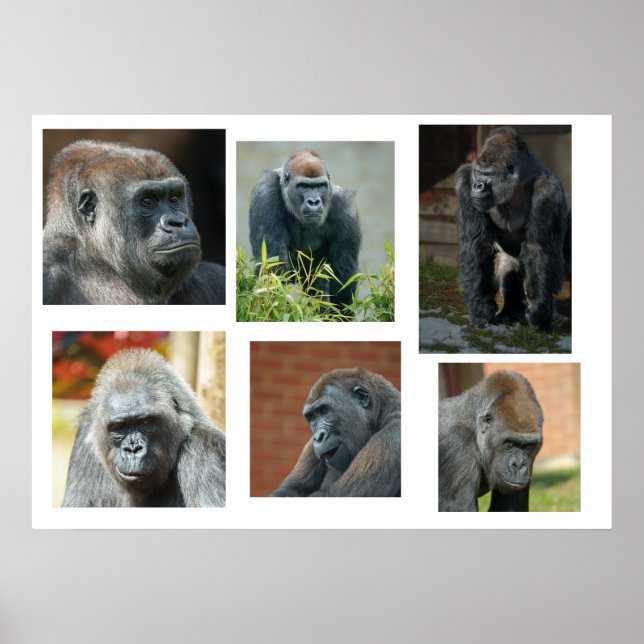 The Gorilla Troop Poster (Front)