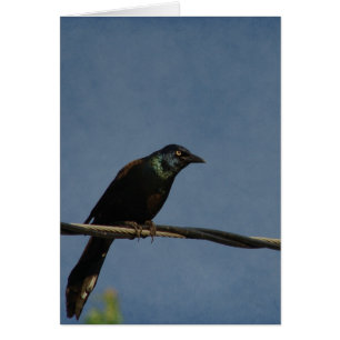 The Grackle on a Powerline, Good Birthday