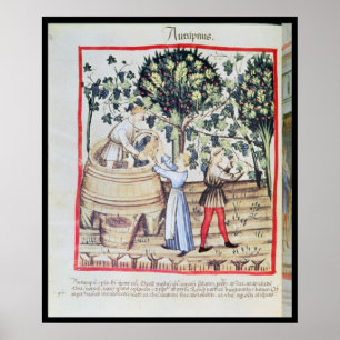 The Grape Harvest, 13th century Poster