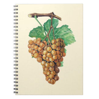 The grapes "terret blanc", colour : buttercream notebook