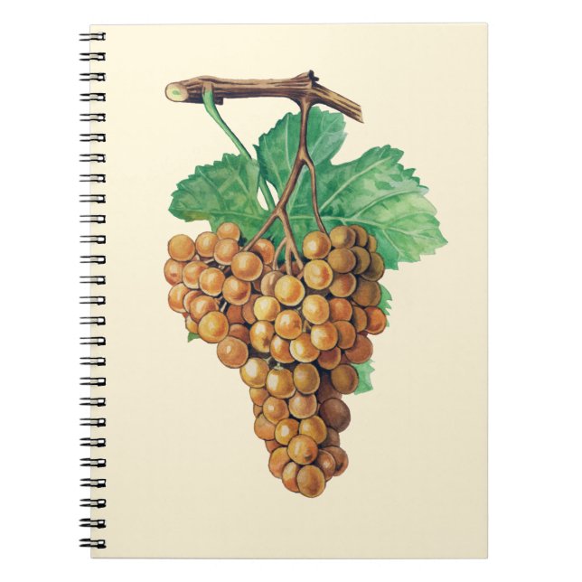 The grapes "terret blanc", colour : buttercream notebook (Front)