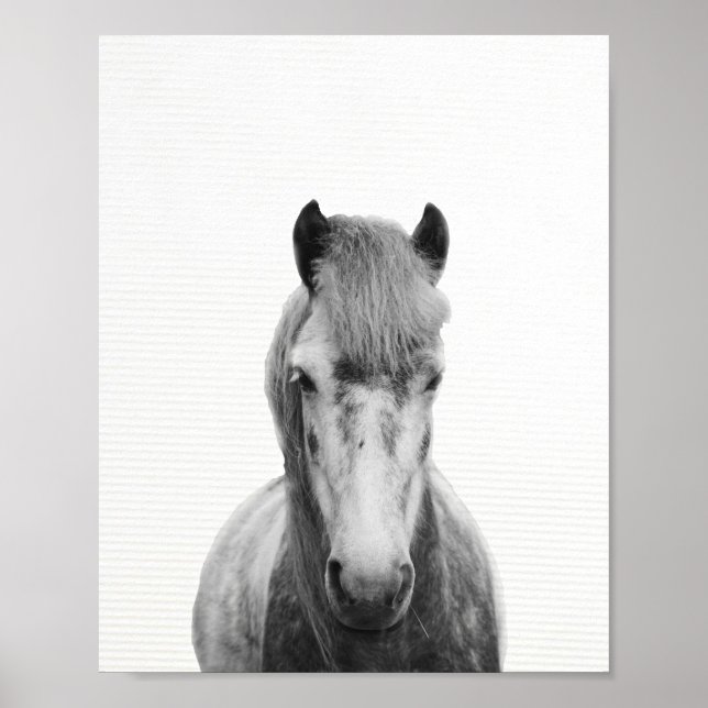 The gray horse, black and white horse photography poster (Front)