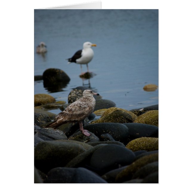 The Great Black-backed Gull Card (Front)