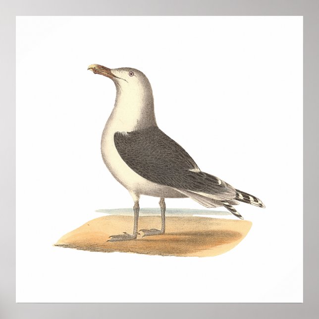 The Great Black-backed Gull	(Larus marinus) Poster (Front)