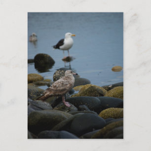 The Great Black-backed Gull Postcard
