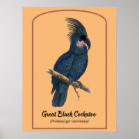 The Great Black Cockatoo